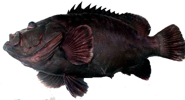 Epinephelus haifensis_002